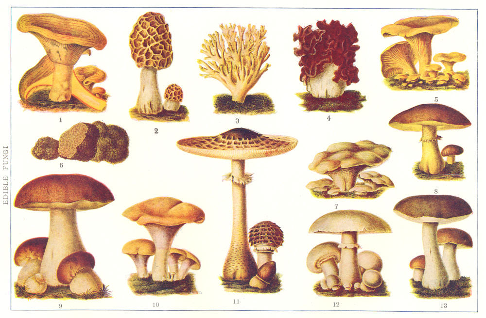 EDIBLE FUNGUS. Tasty; Morchelle; Cockscomb; Toadstool; Cantarelle; Truffle 1907